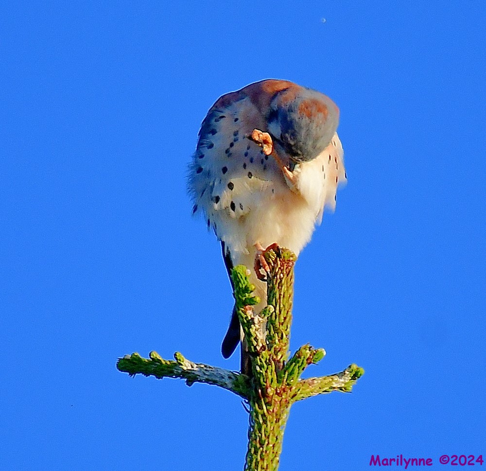 DSC_6927_001.JPG