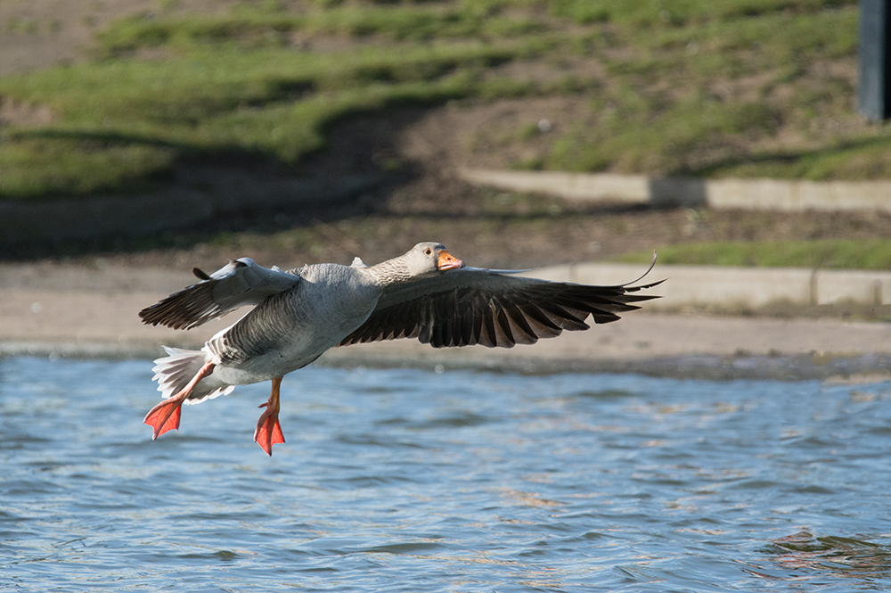 DSC_6928.jpg