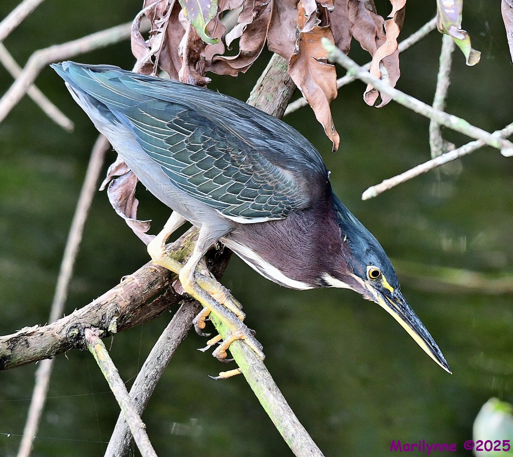 DSC_6928_001.JPG