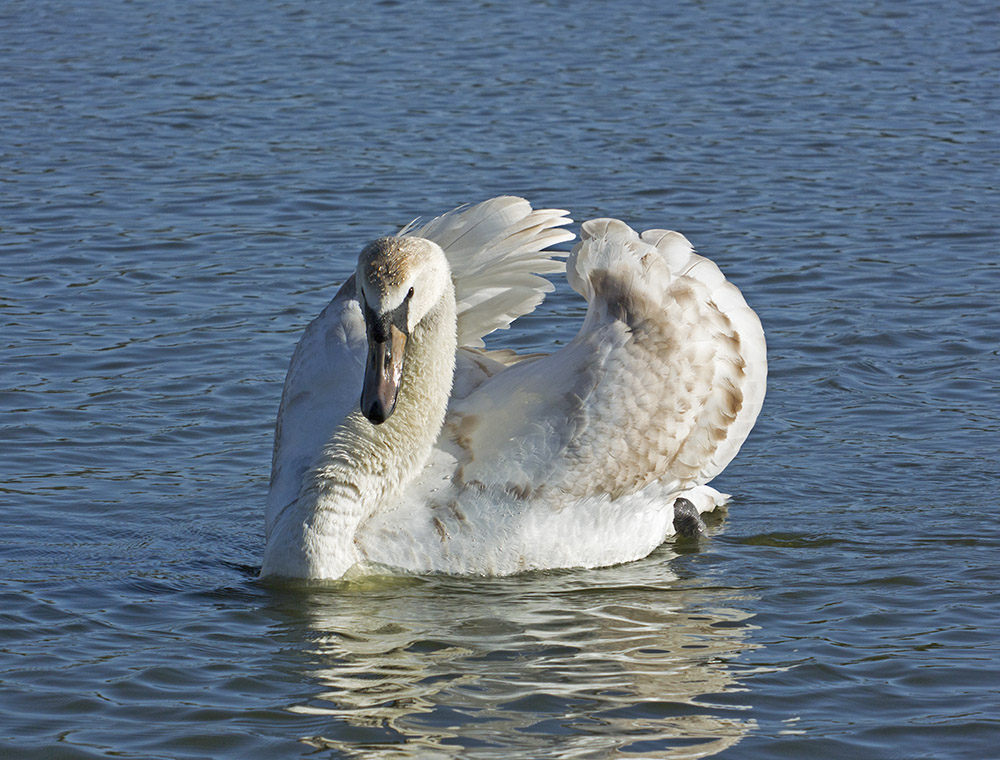 DSC_6931.jpg