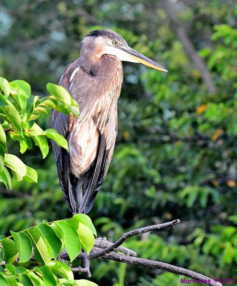 DSC_6931_001.JPG