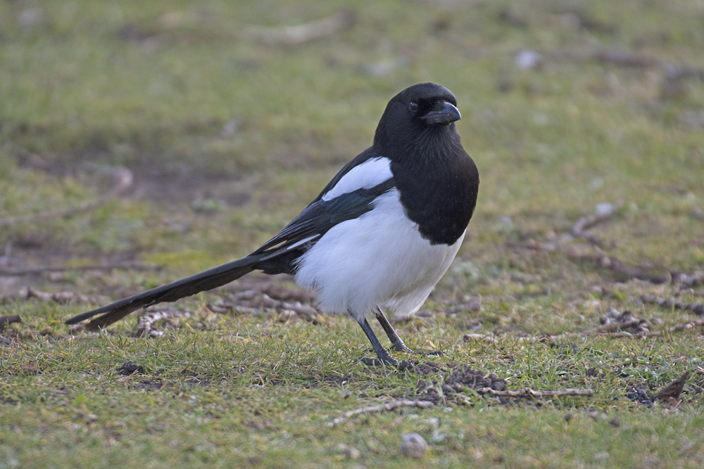 DSC_6932.jpg