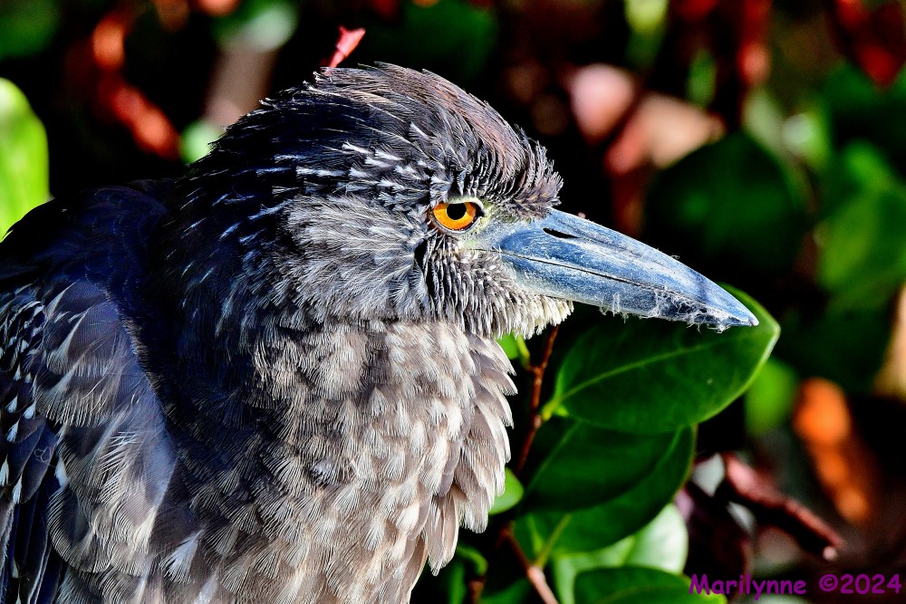 DSC_6932_001.JPG