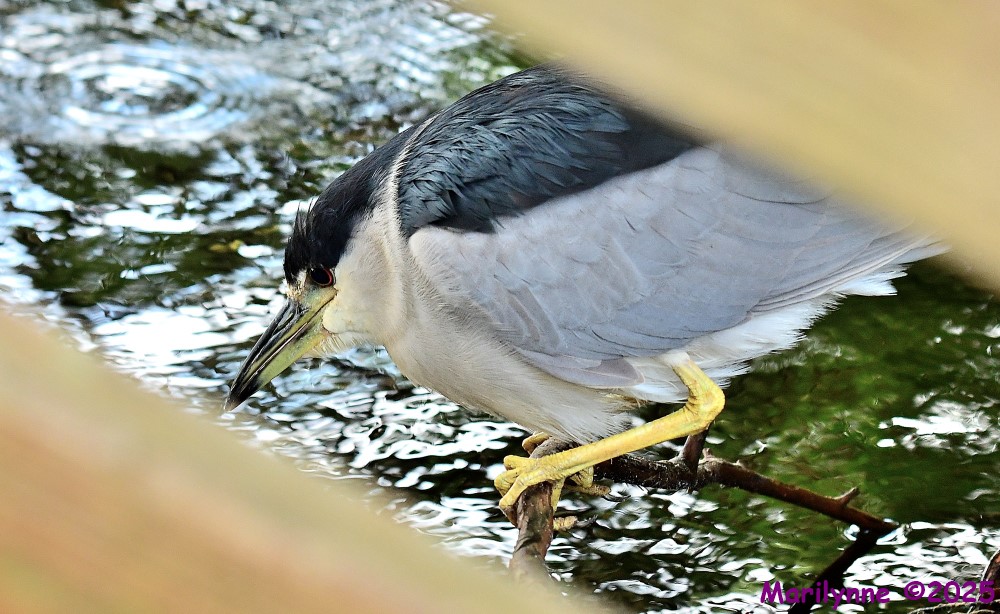 DSC_6932_001.JPG