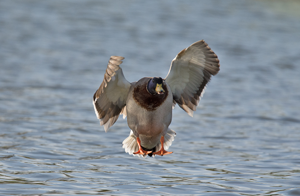 DSC_6933.jpg
