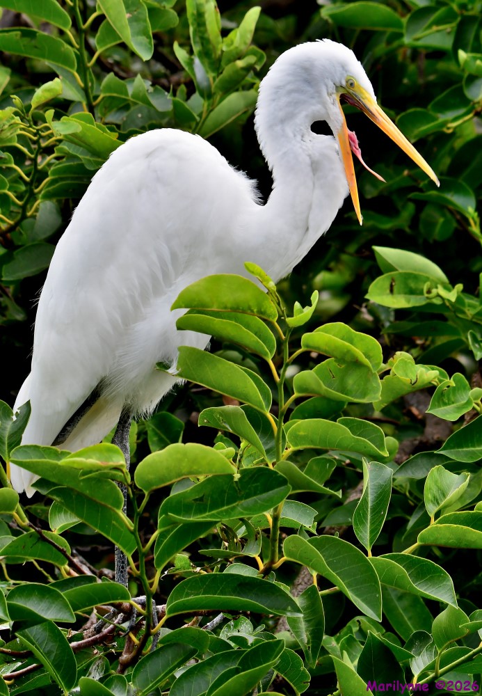 DSC_6933_001.JPG
