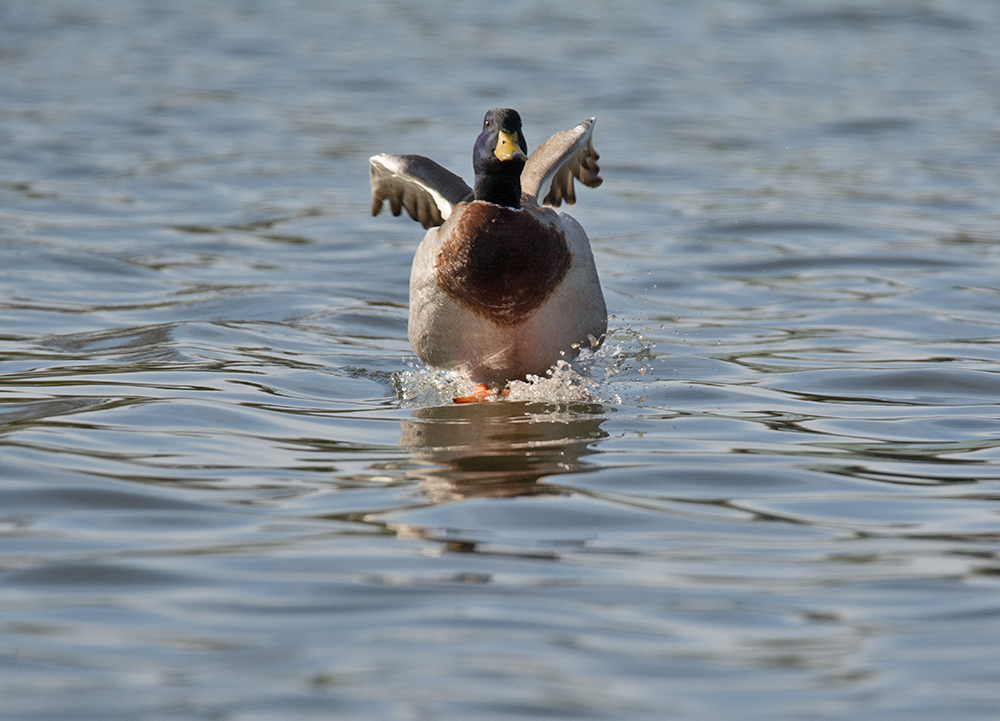 DSC_6934.jpg