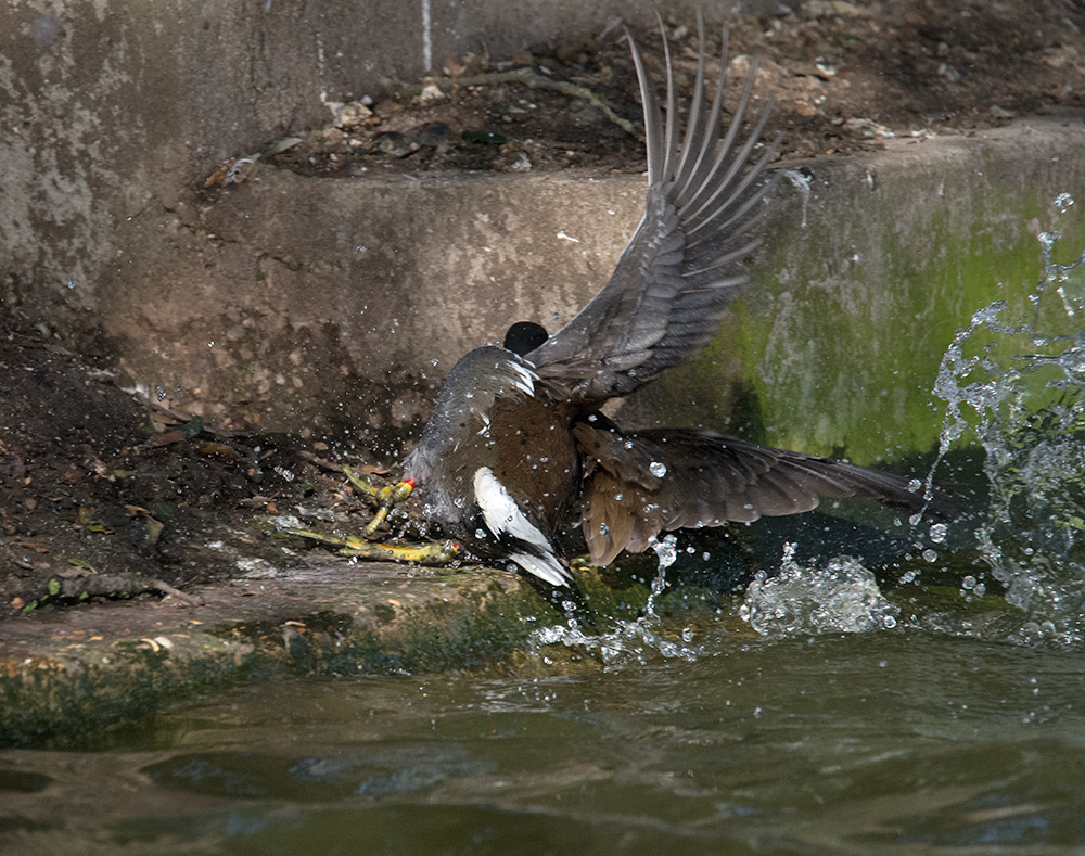 DSC_6936.jpg
