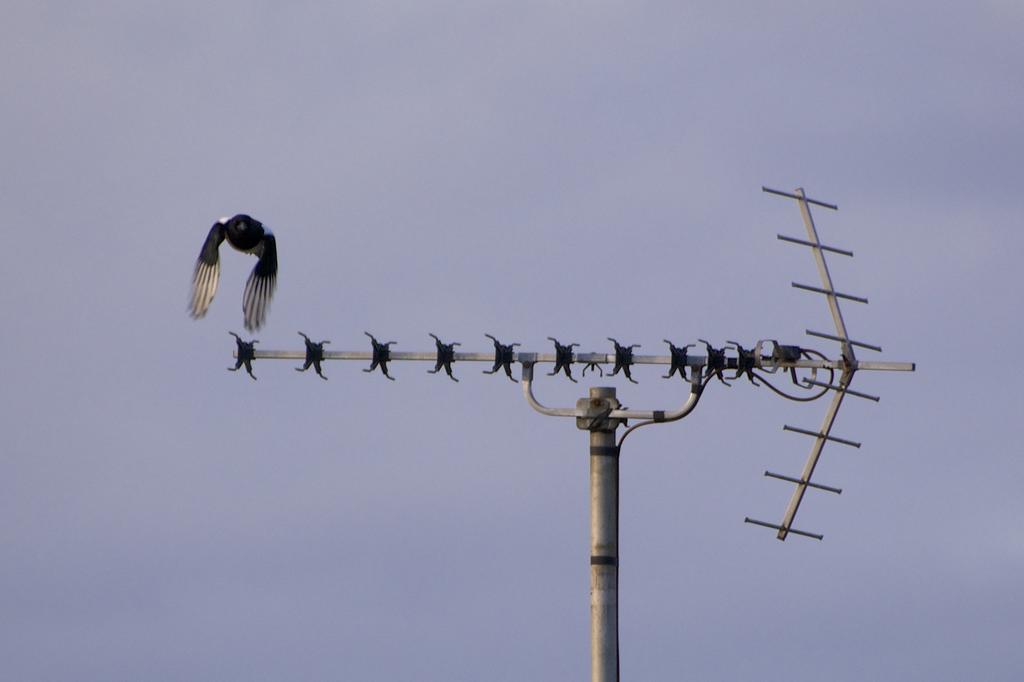 DSC_6936.jpg