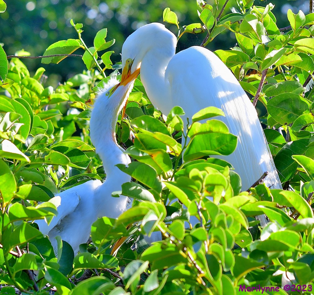 DSC_6936_001.JPG