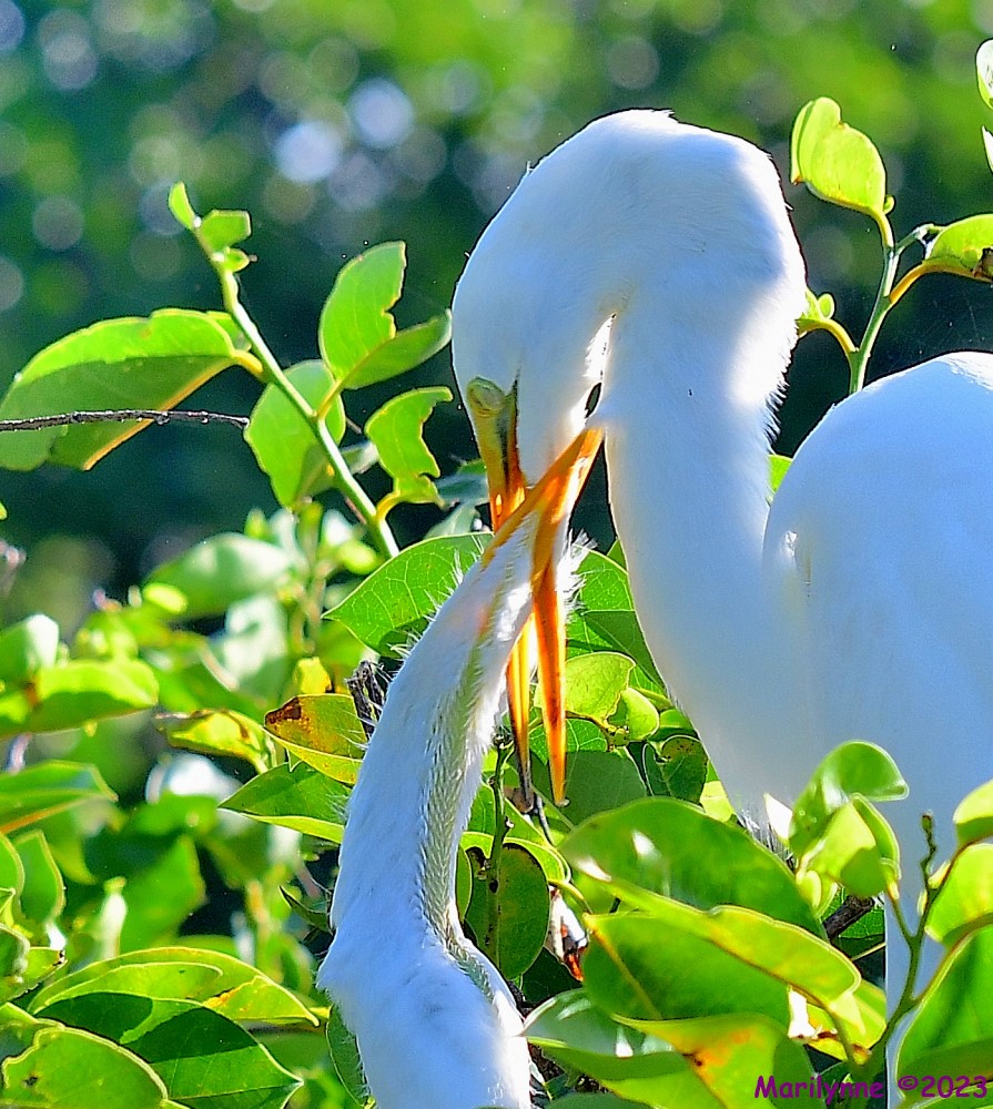DSC_6937_001.JPG