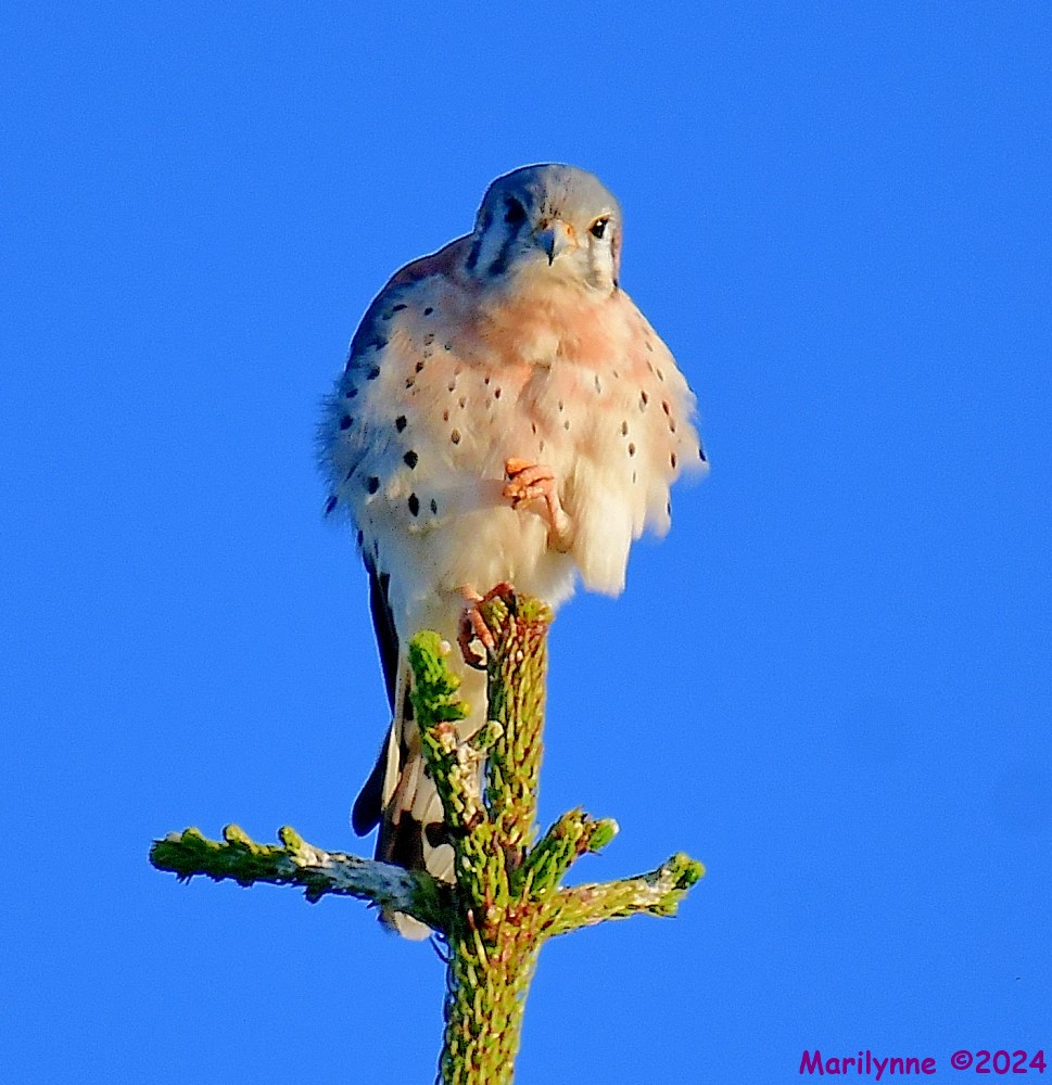 DSC_6937_001.JPG