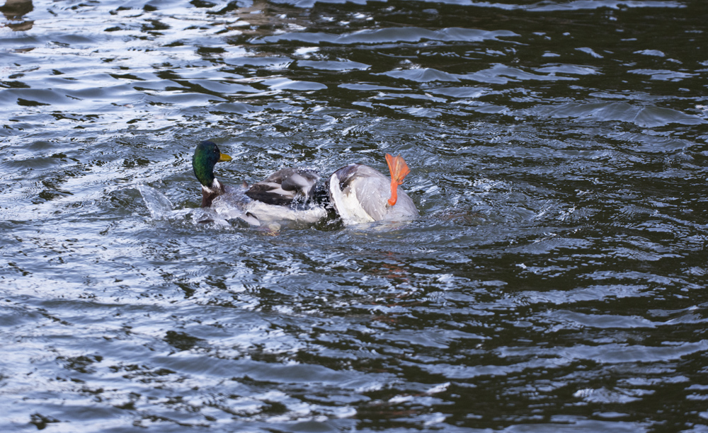 DSC_6939.jpg