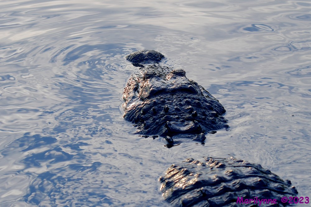 DSC_6941_001.JPG