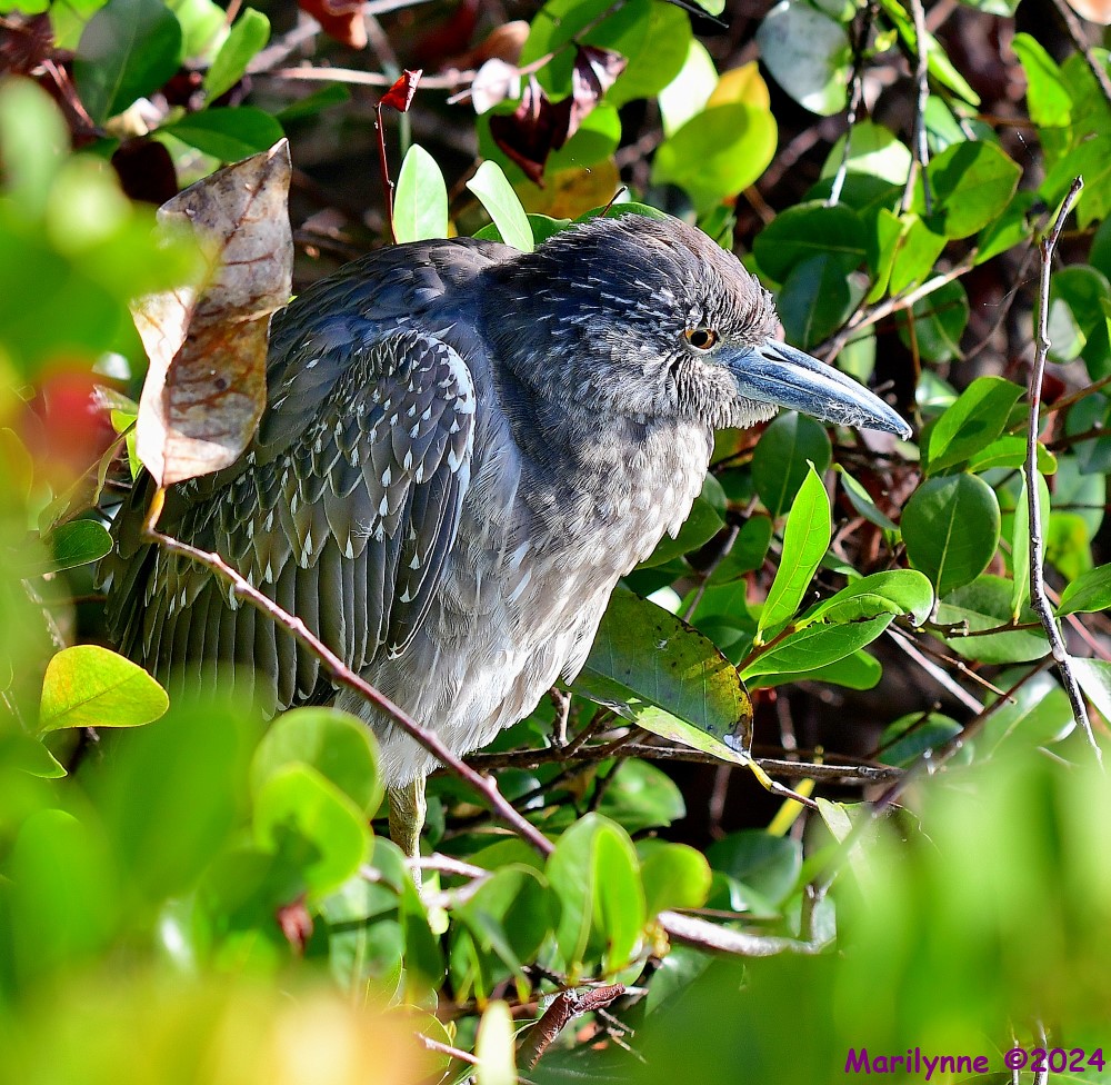 DSC_6941_001.JPG
