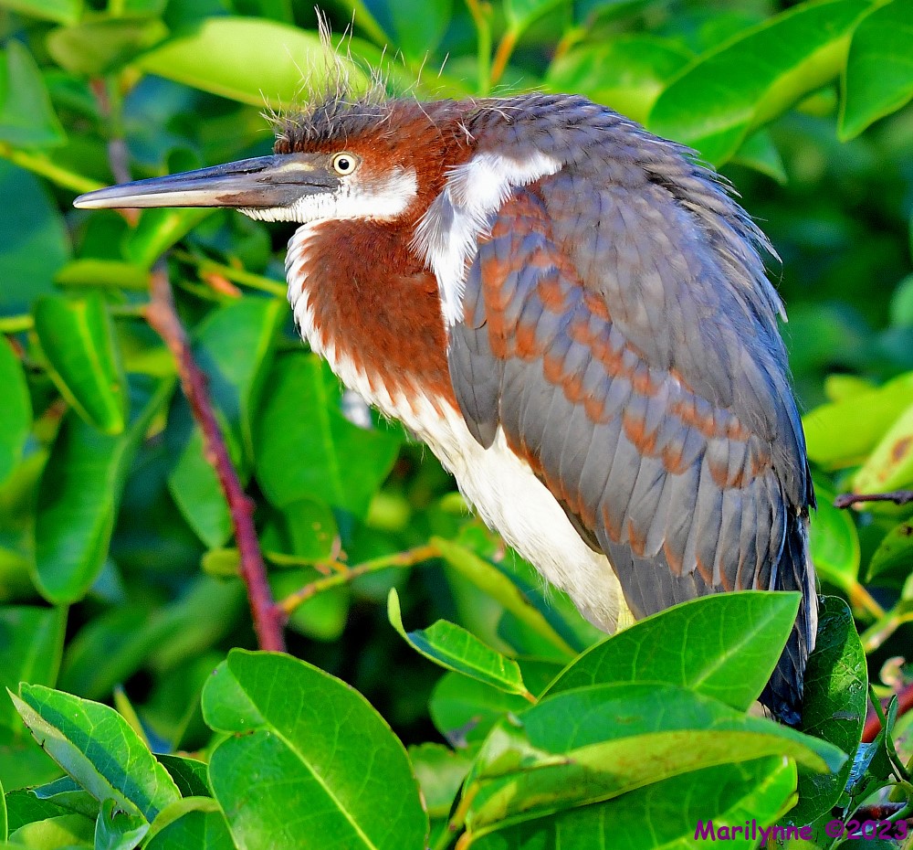DSC_6942_001.JPG