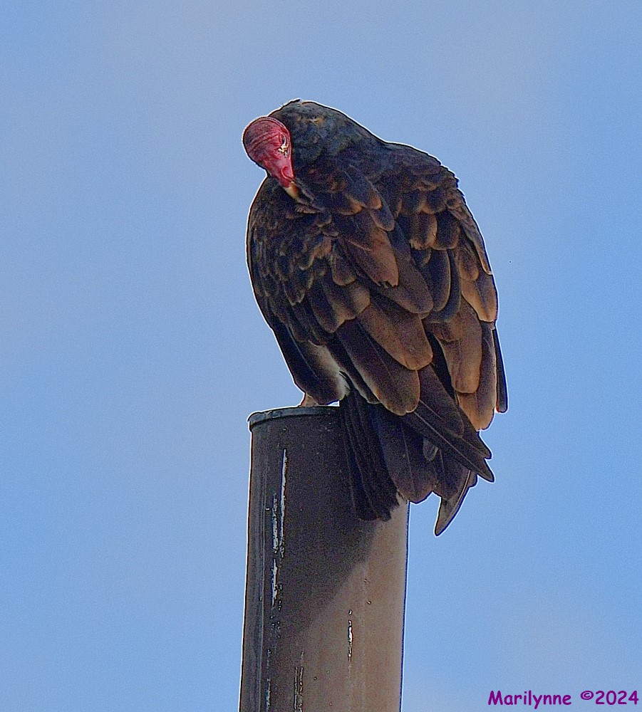 DSC_6942_001.JPG