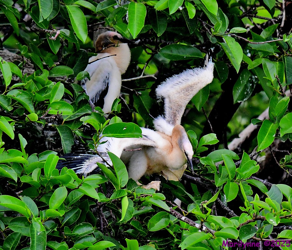DSC_6943_001.JPG