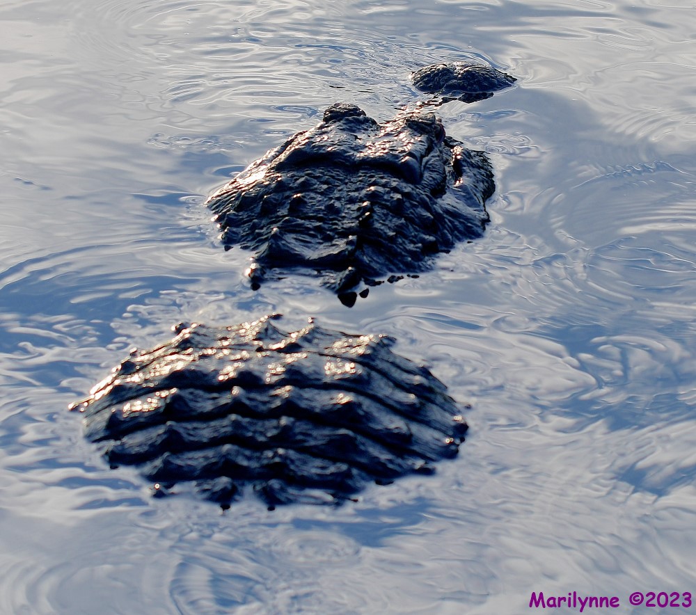 DSC_6946_001.JPG