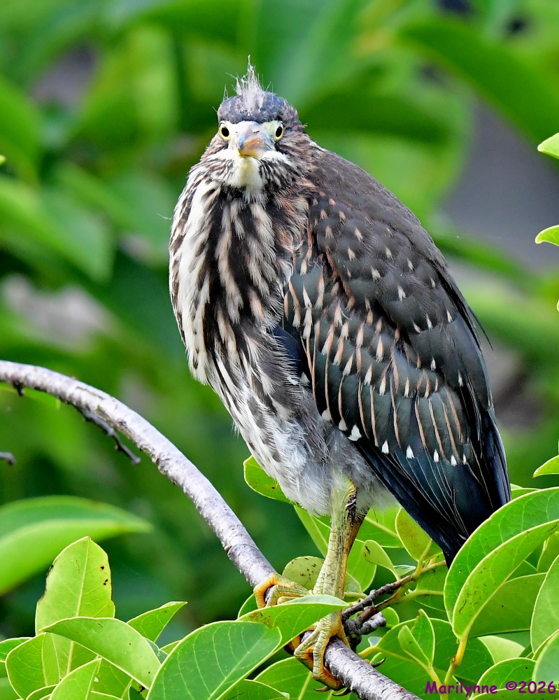DSC_6947_001.JPG
