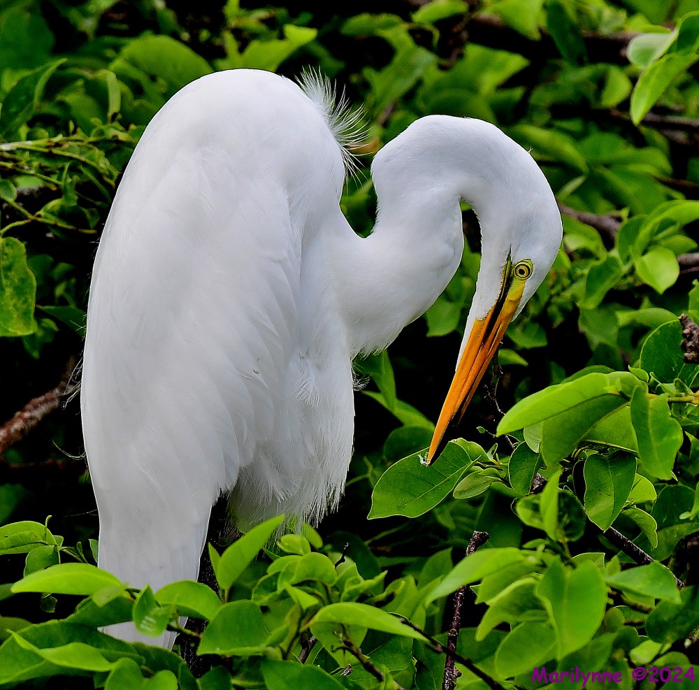 DSC_6948_001.JPG