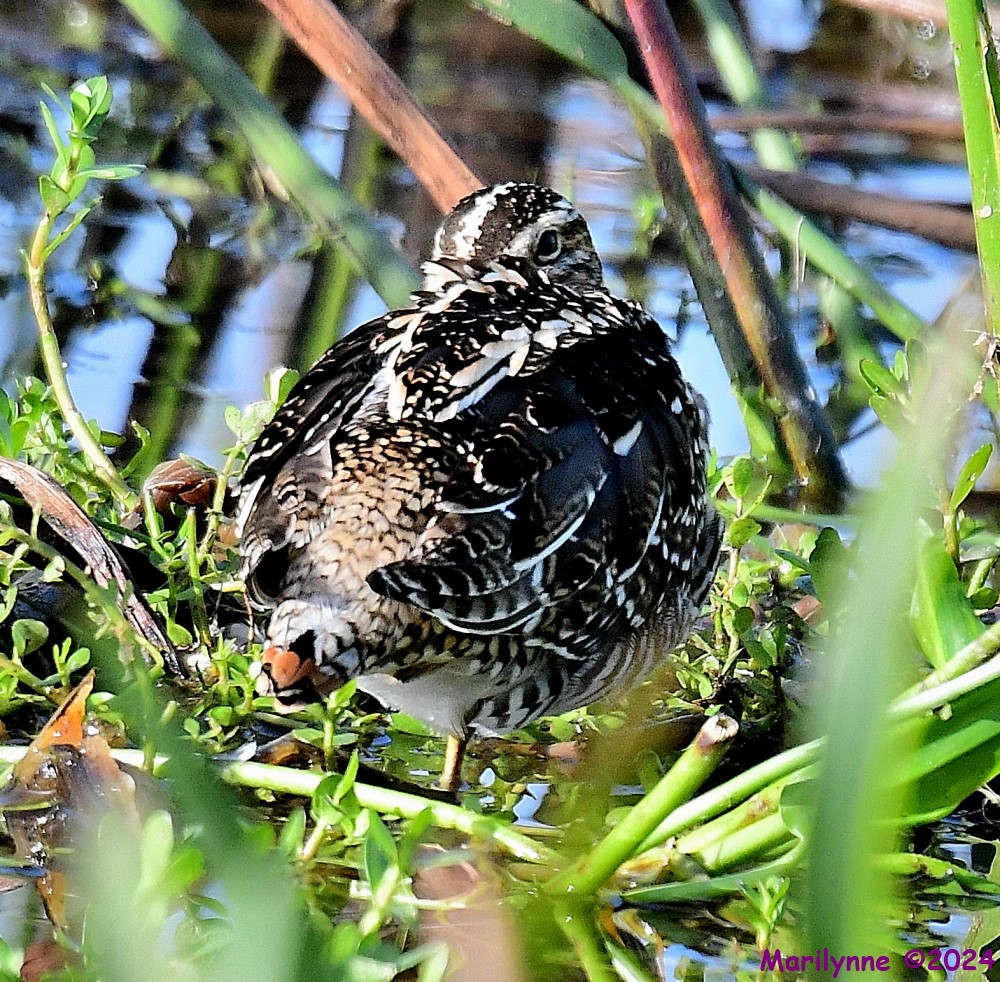 DSC_6950_001.JPG