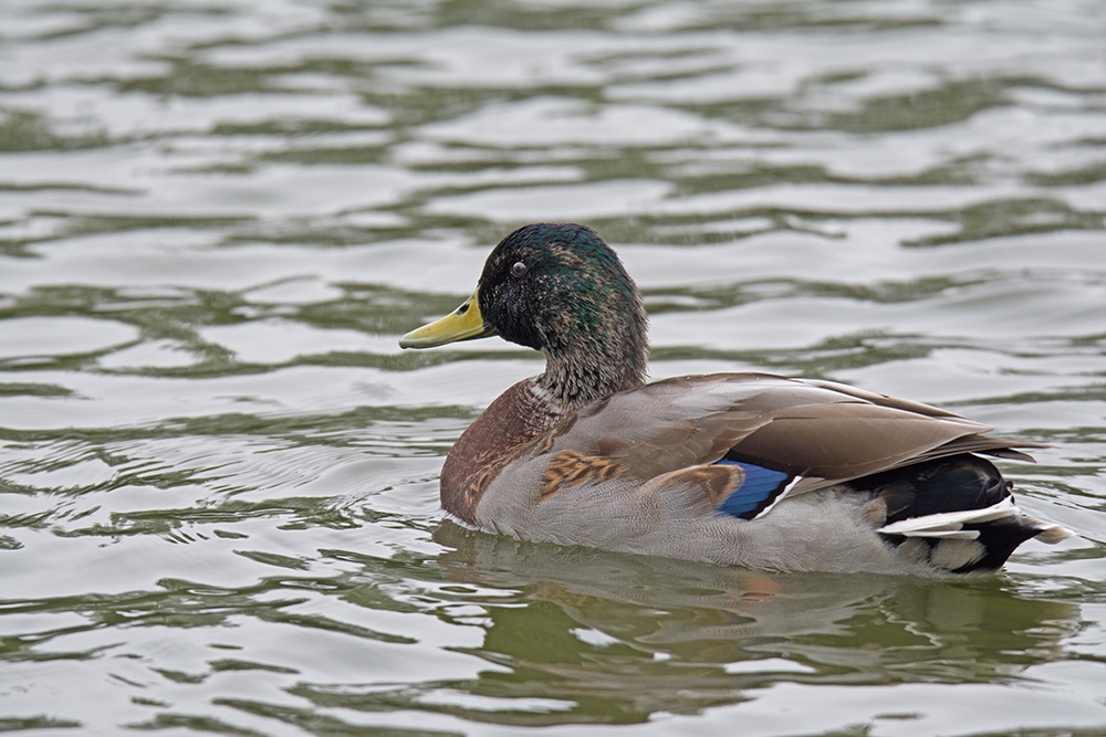 DSC_6951.jpg