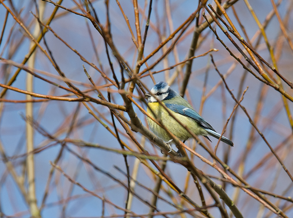 DSC_6951.jpg