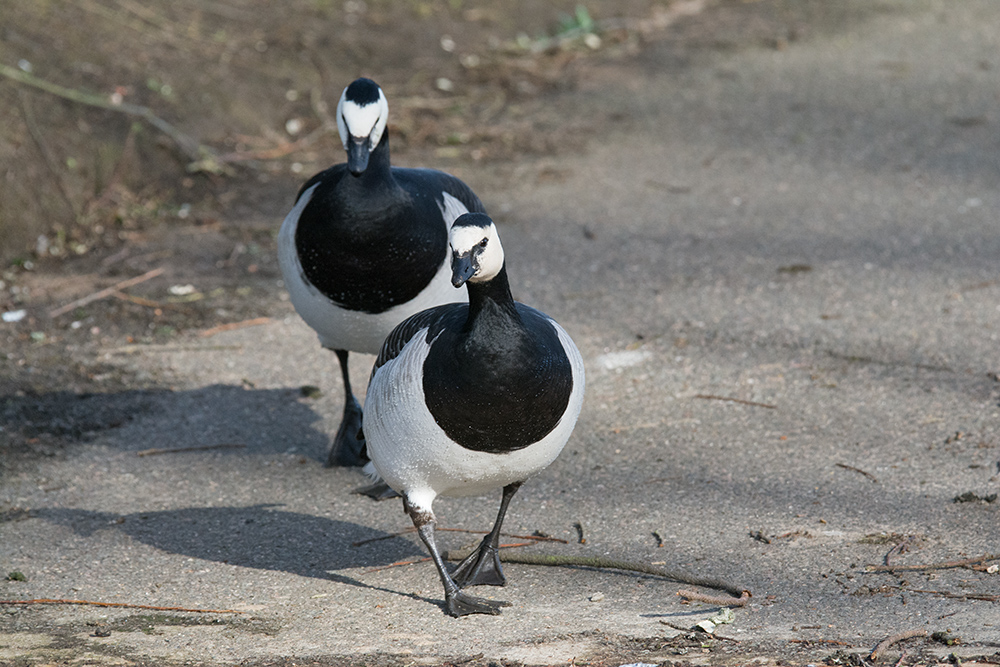 DSC_6953.jpg