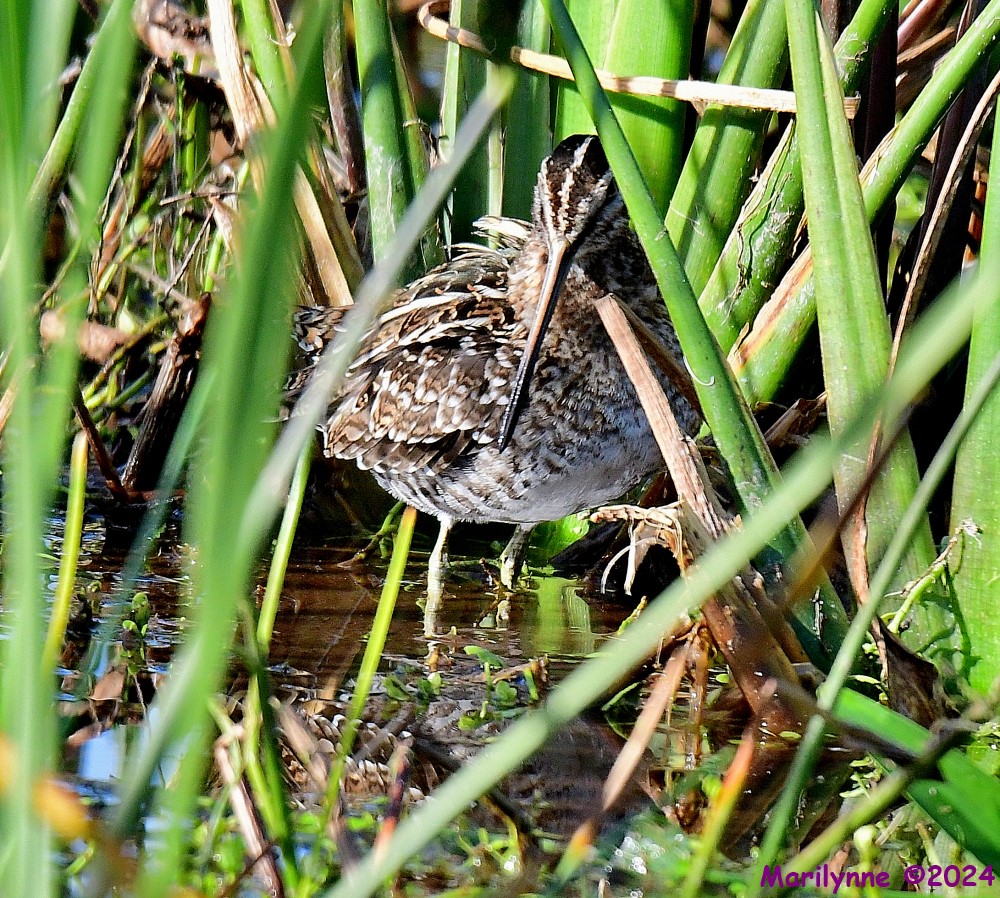 DSC_6953_001.JPG