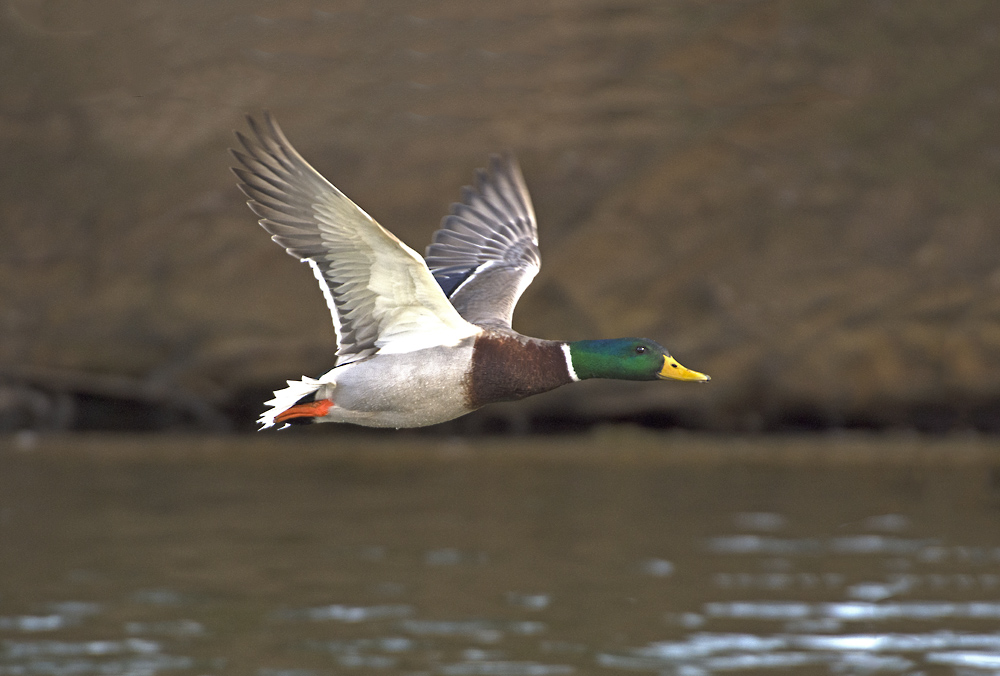 DSC_6956.jpg