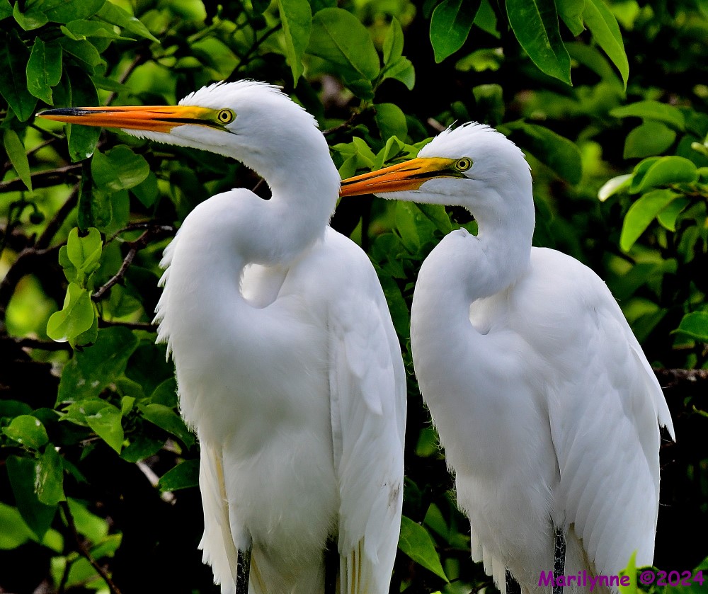 DSC_6956_001.JPG