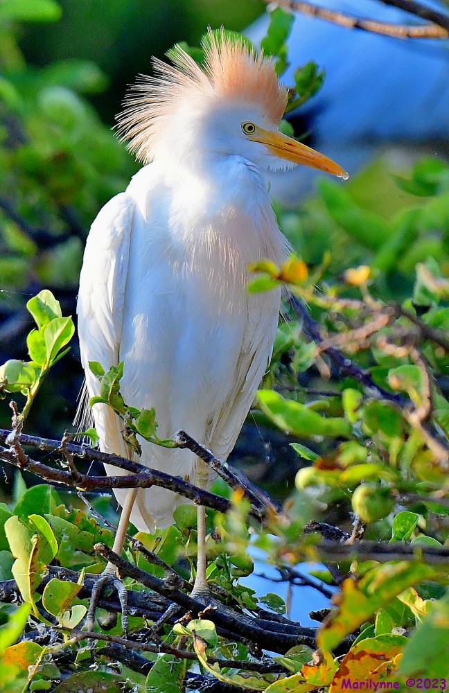 DSC_6958_001.JPG
