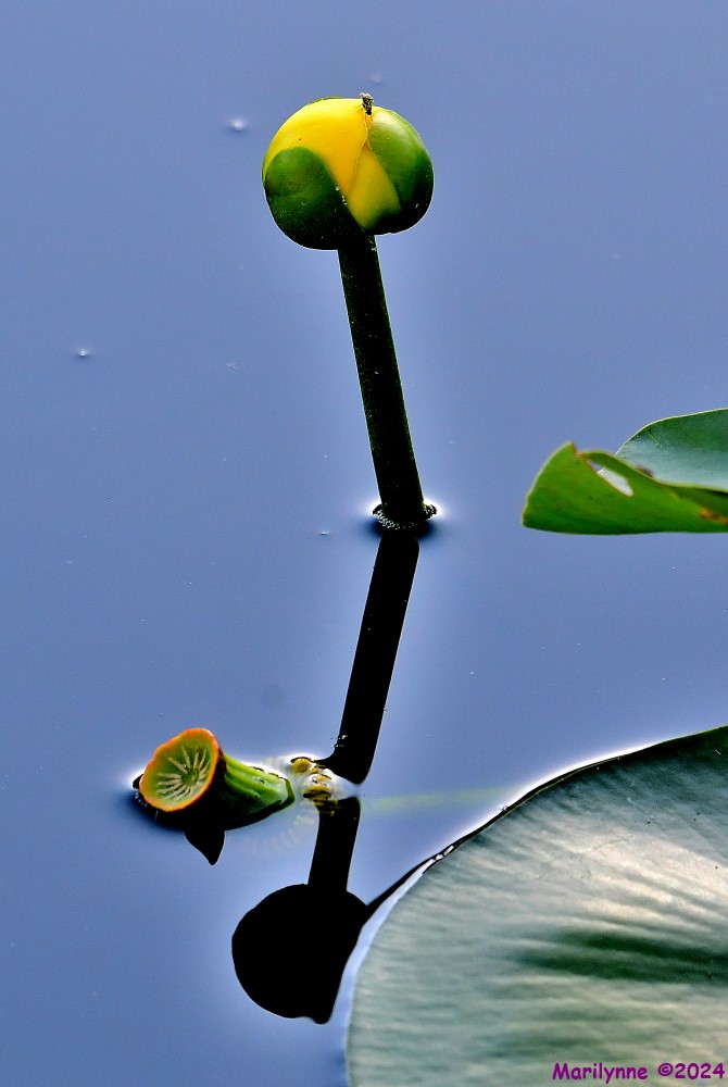 DSC_6958_001.JPG