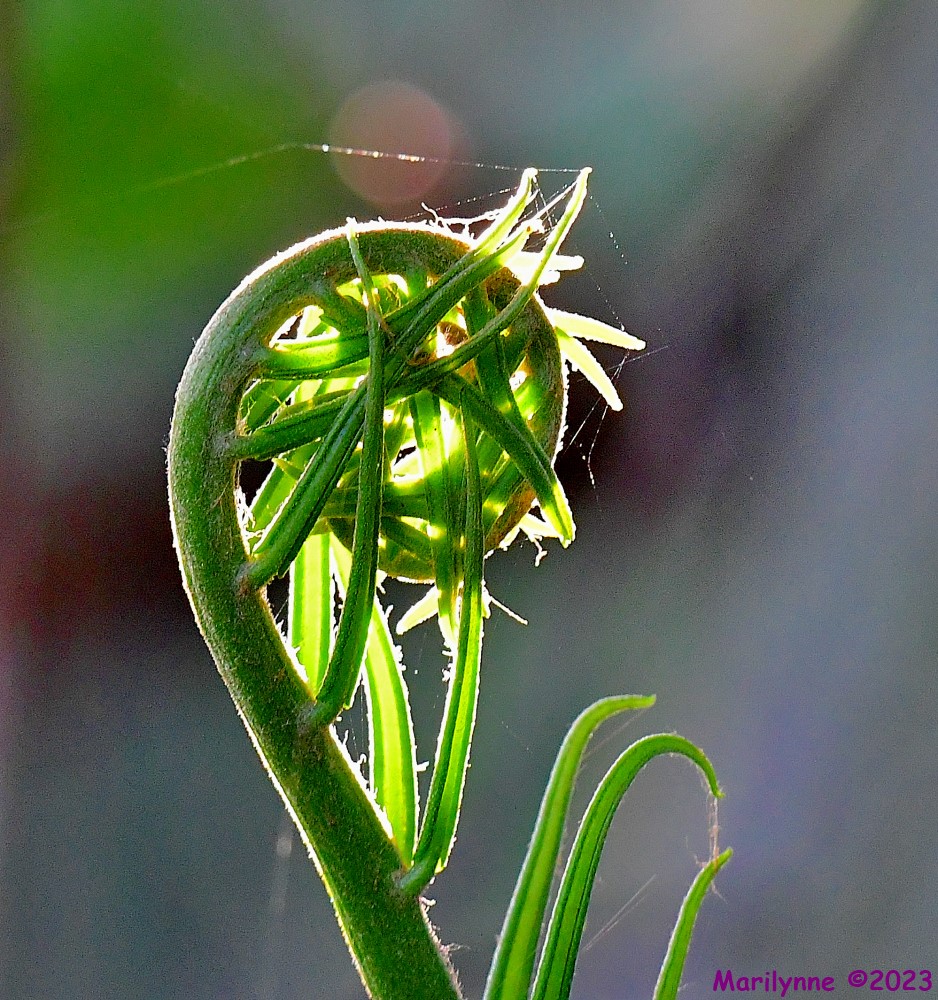 DSC_6961_001.JPG