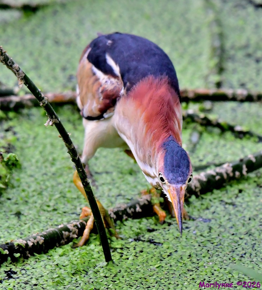 DSC_6964_001.JPG