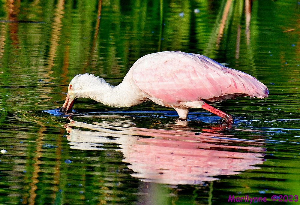 DSC_6966_001.JPG