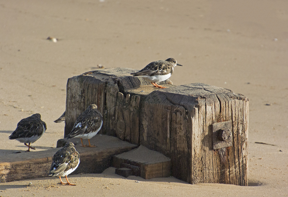 DSC_6968.jpg