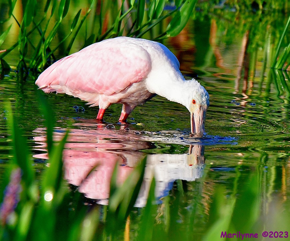 DSC_6969_001.JPG