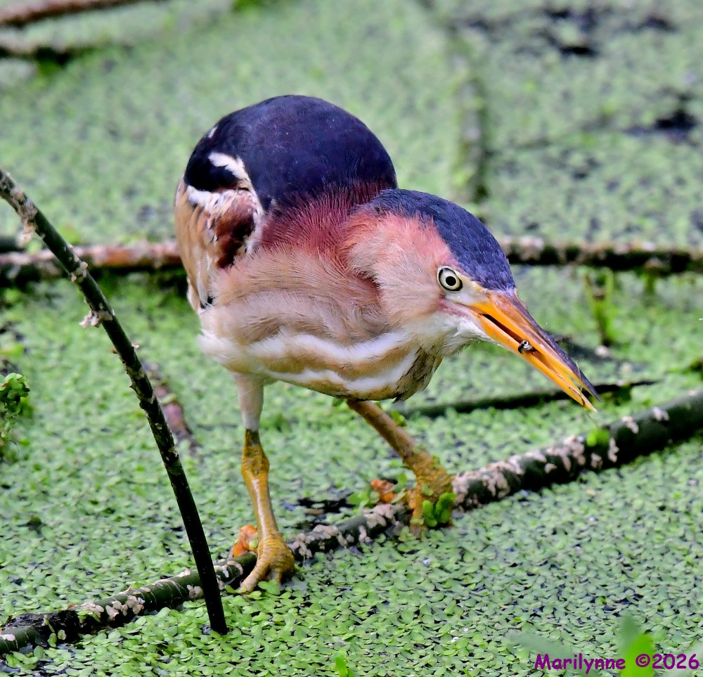 DSC_6969_001.JPG