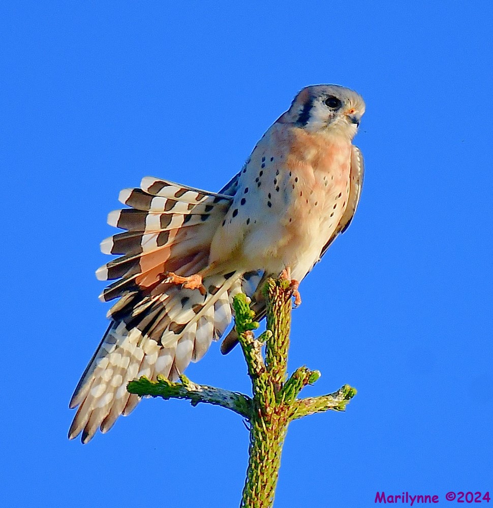 DSC_6970_001.JPG