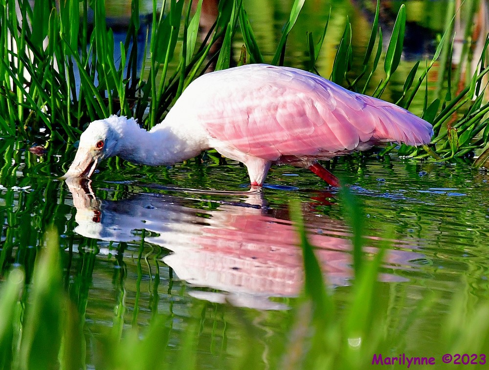 DSC_6976_001.JPG