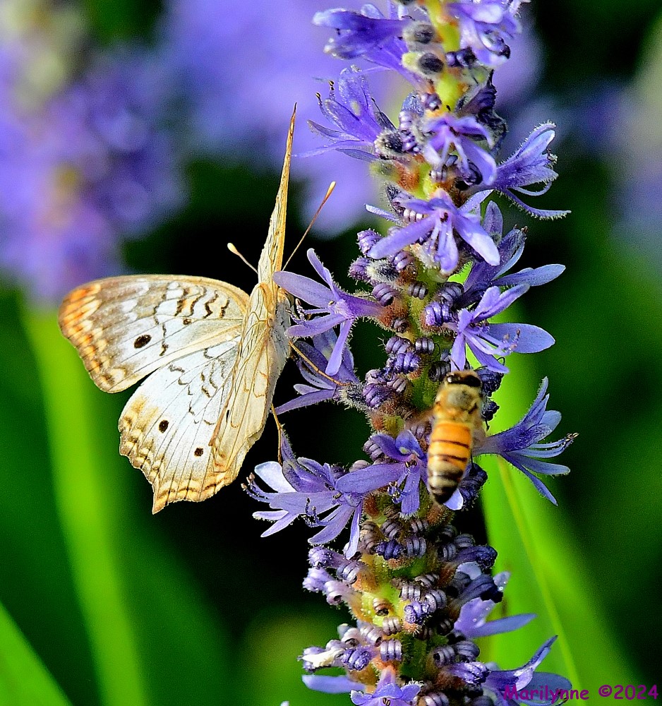 DSC_6980_001.JPG