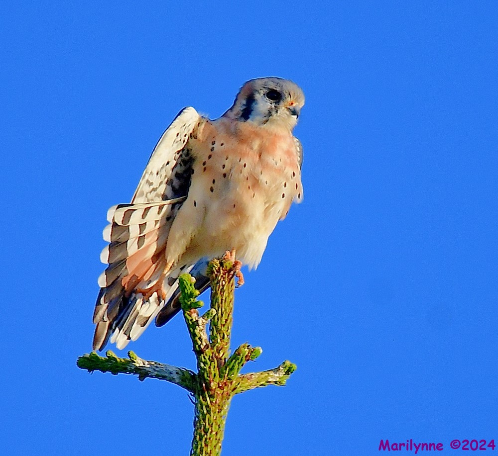 DSC_6984_001.JPG