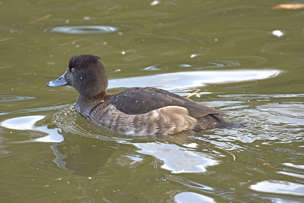 DSC_6985.jpg