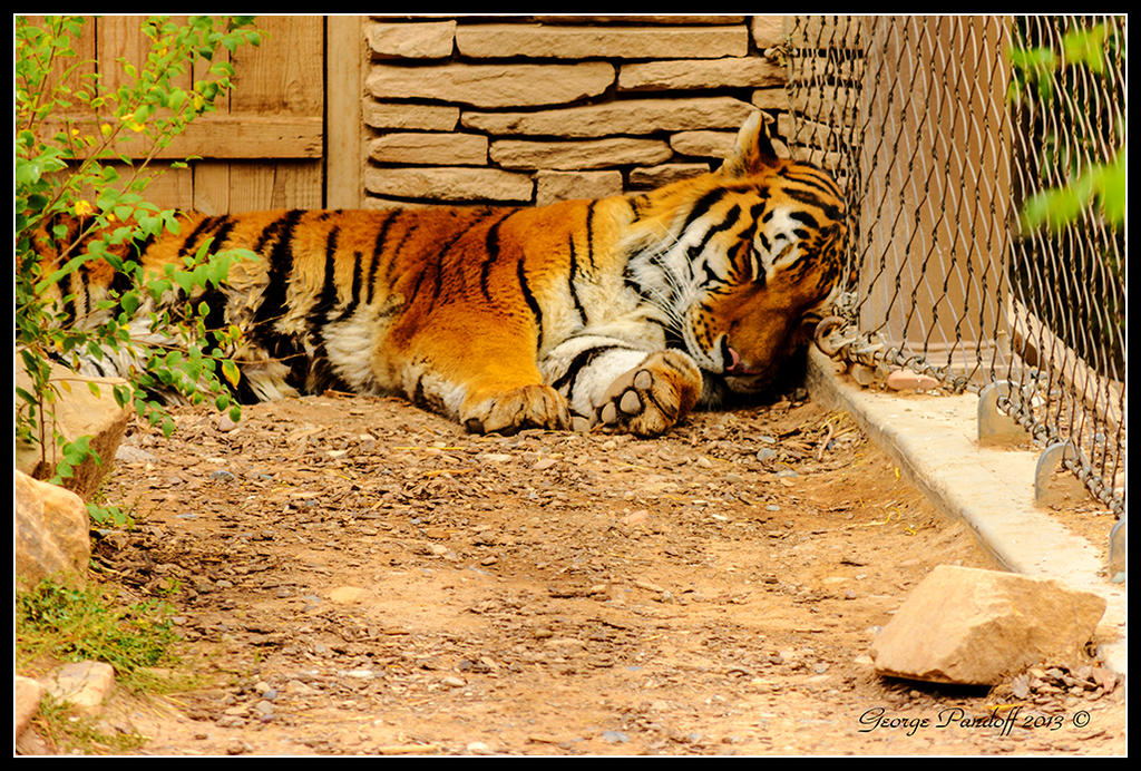 DSC_6985.jpg