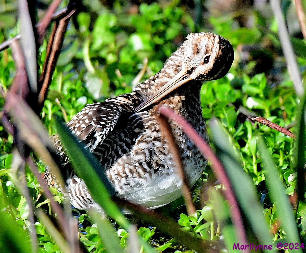 DSC_6985_001.JPG