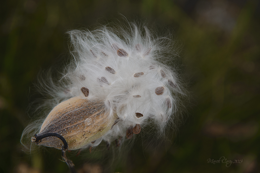 DSC_6988.jpg
