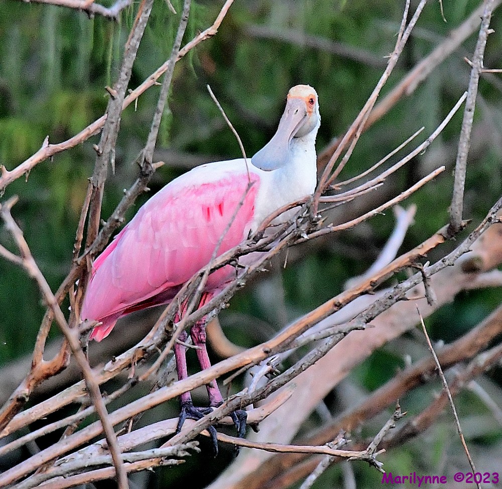 DSC_6988_001.JPG