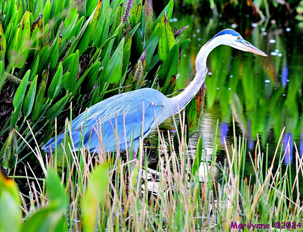 DSC_6988_001.JPG